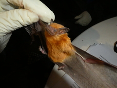 Coleura afra