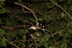 Pseudochirulus herbertensis