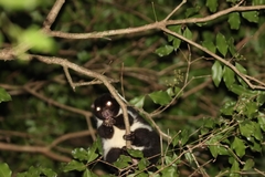 Pseudochirulus herbertensis