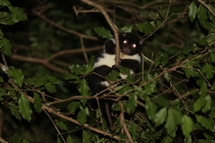 Pseudochirulus herbertensis