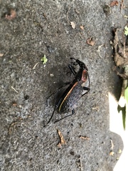 Carabus nankotaizanus