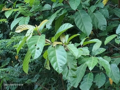 Ficus fistulosa