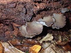Pseudohydnum orbiculare