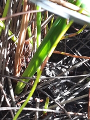 Thelymitra circumsepta