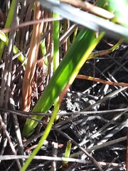 Thelymitra circumsepta