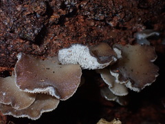 Pseudohydnum orbiculare