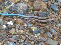Pholidoscelis auberi