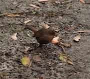 Pycnoptilus floccosus