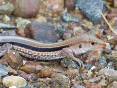 Pholidoscelis auberi