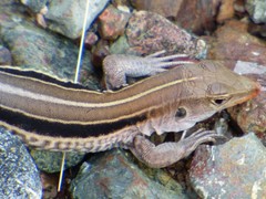 Pholidoscelis auberi