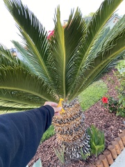 Cycas revoluta