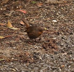 Pycnoptilus floccosus