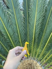 Cycas revoluta
