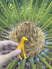Cycas revoluta
