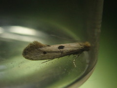Tinea trinotella