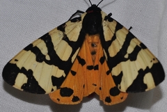 Arctia angelica