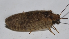 Megalomus pyraloides