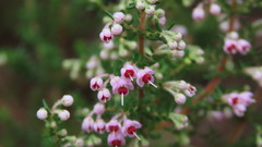 Erica chamissonis polyantha
