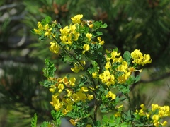 Hippocrepis emerus emeroides