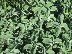 Marrubium incanum