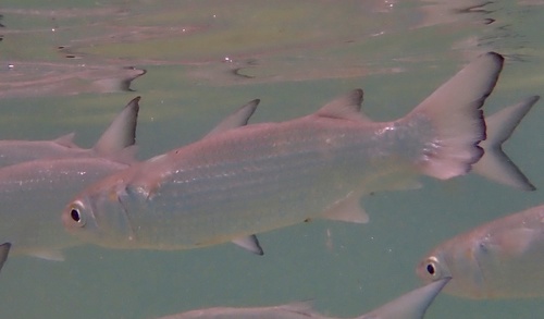 White Mullet