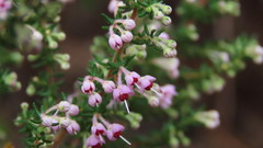 Erica chamissonis polyantha