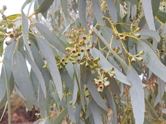 Eucalyptus intertexta