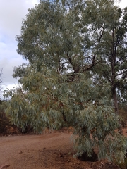 Eucalyptus intertexta