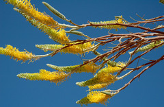 Grevillea eriostachya