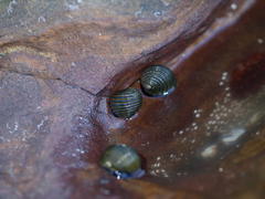Nerita costata