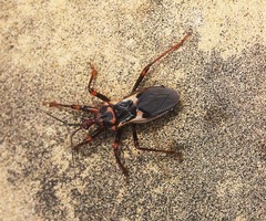 Acanthaspis ruficeps