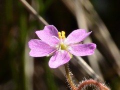 Drosera aquatica