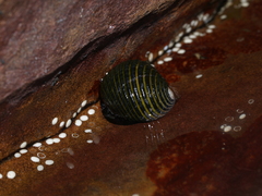 Nerita costata