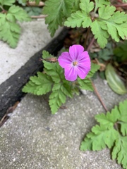 Geranium