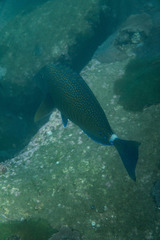 Prionurus maculatus