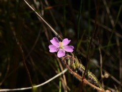 Drosera aquatica