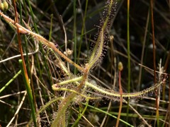 Drosera aquatica