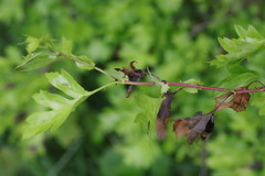 Monilinia johnsonii