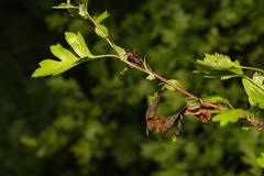 Monilinia johnsonii