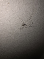 Pholcus phalangioides