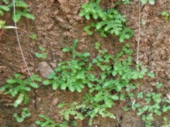 Selaginella ciliaris