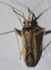 Phytocoris vittiger