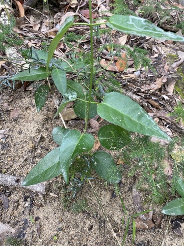 Image of Vincetoxicum ovatum by (c) Greg Tasney, some rights reserved (CC BY-SA)
