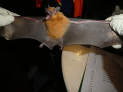 Coleura afra