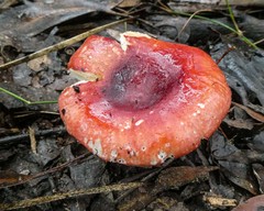 Russula persanguinea