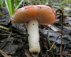 Russula persanguinea