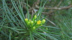 Euryops euryopoides