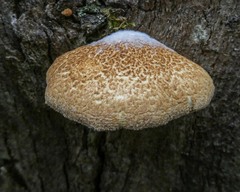 Crepidotus eucalyptorum