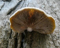 Crepidotus eucalyptorum