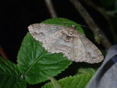 Paradarisa consonaria